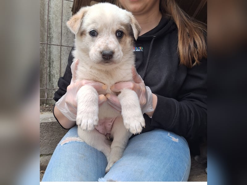PAYA, Hündin, 1 Monat, aktuell 23 cm, Mischling, Tierschutz