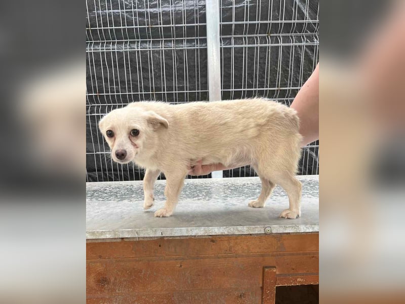 ⭐️PÜPPI⭐️, Hündin, 1,5 Jahre, 26 cm, Mischling, Tierschutz