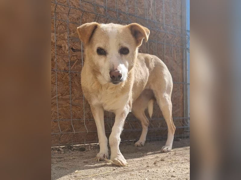 AIDA, Hündin, 8 Jahre, 36 cm, Mischling, Tierschutz, NOTFELL