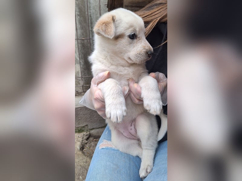 PAYA, Hündin, 1 Monat, aktuell 23 cm, Mischling, Tierschutz