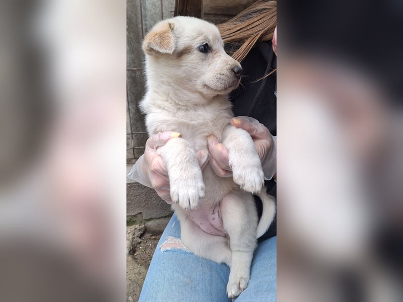 PAYA, Hündin, 1 Monat, aktuell 23 cm, Mischling, Tierschutz