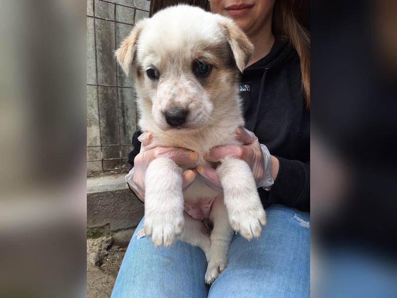 PAYA, Hündin, 1 Monat, aktuell 23 cm, Mischling, Tierschutz