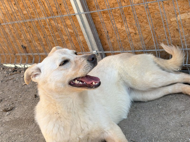 TOPAS, Junghündin, 1 Jahr, 40 cm, Mischling, Tierschutz