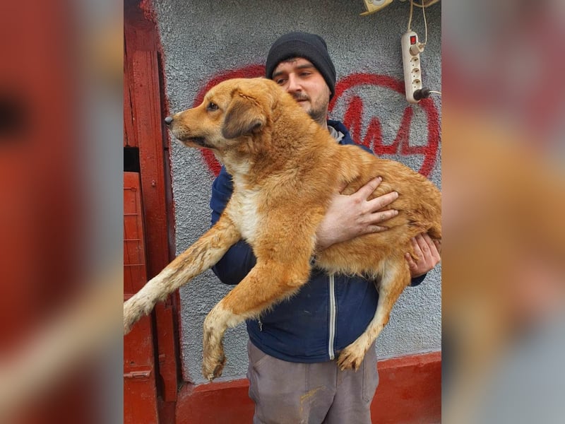 Retriever-Mix-Hündin auf der Suche nach einem Zuhause voller Liebe