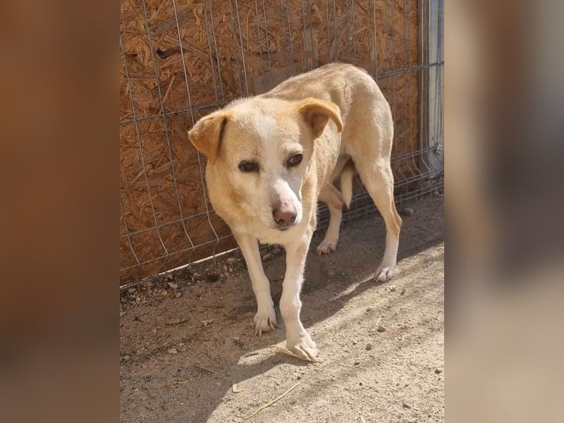 AIDA, Hündin, 8 Jahre, 36 cm, Mischling, Tierschutz, NOTFELL