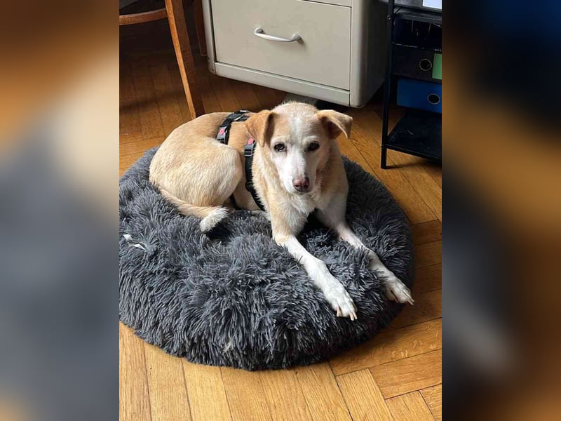 AIDA, Hündin, 9 Jahre, 36cm, Mischling, Tierschutz, auf PFELEGSTELLE in Düsseldorf