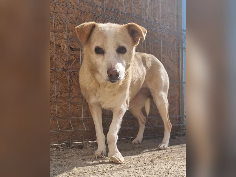 ⭐️AIDA⭐️, Hündin, 9 Jahre, 36 cm, Mischling, Tierschutz