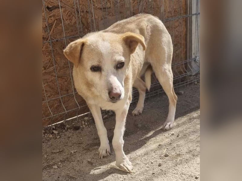 AIDA, Hündin, 9 Jahre, 36cm, Mischling, Tierschutz, auf PFELEGSTELLE in Düsseldorf