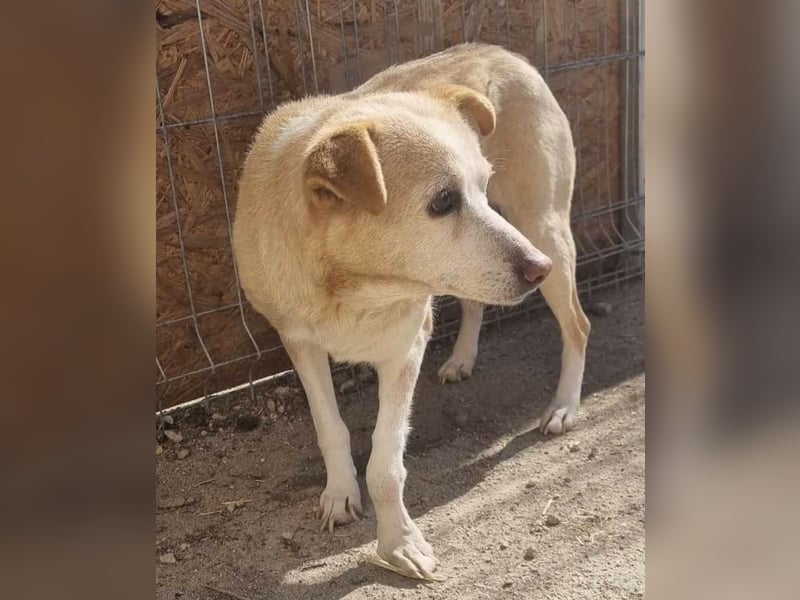 AIDA, Hündin, 9 Jahre, 36cm, Mischling, Tierschutz, auf PFELEGSTELLE in Düsseldorf