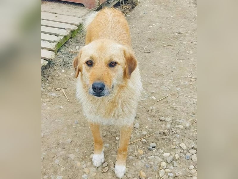 Flora Tierschutzhund sucht ein Zuhause