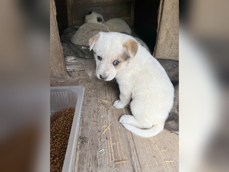 PAYA, Hündin, 1 Monat, aktuell 23 cm, Mischling, Tierschutz