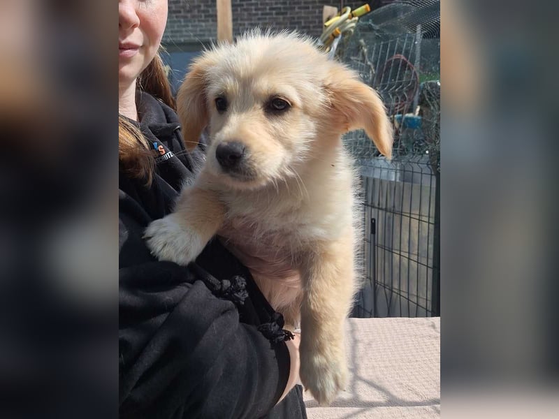 ⭐️MARTA⭐️, Hündin, 3 Monate, 23 cm, Mischling, Tierschutz