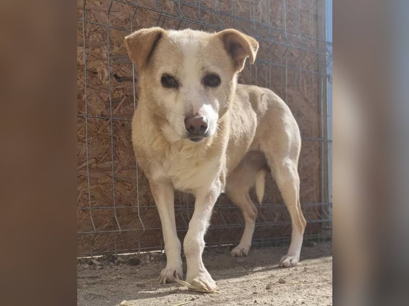 AIDA, Hündin, 9 Jahre, 36cm, Mischling, Tierschutz, auf PFELEGSTELLE in Düsseldorf