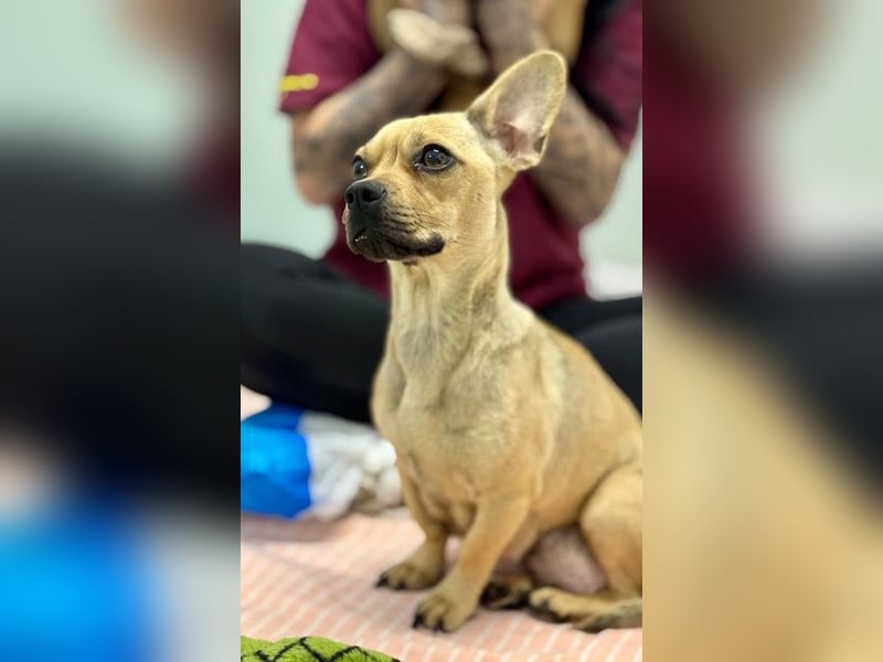 allerliebste Cuki möchte nach Hause