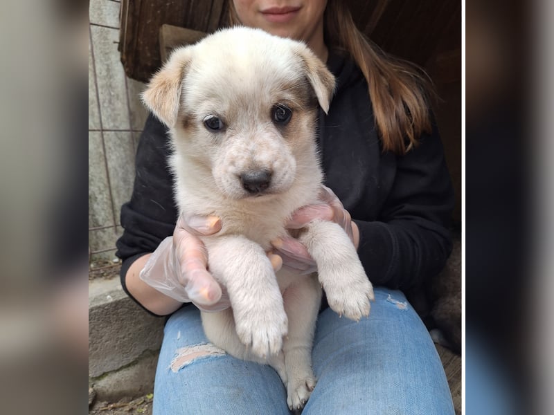 PAYA, Hündin, 1 Monat, aktuell 23 cm, Mischling, Tierschutz
