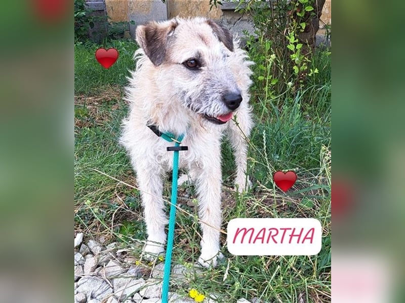 Junghündin Martha möchte gerne  Rumänien verlassen