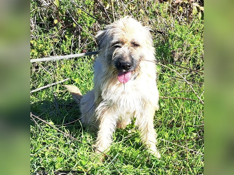 Hundemädel Tara und Zora wurde einfach im Tötungsshelter entsorgt