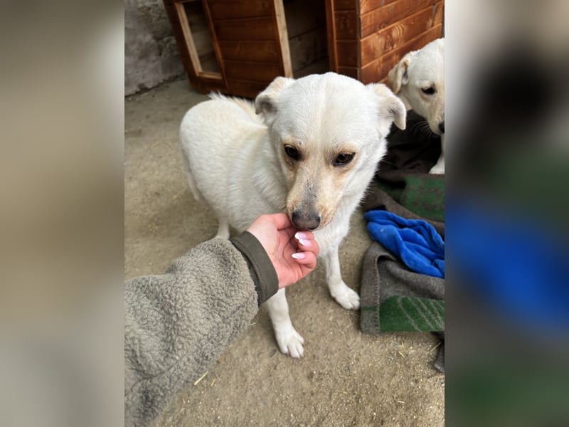 TASTE, Hündin, 1 Jahr, 37 cm, Mischling, Tierschutz