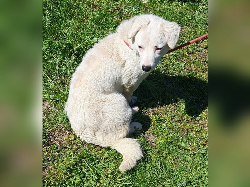 Süsse kleine GINNY 28 cm, möchte Rumänien verlassen