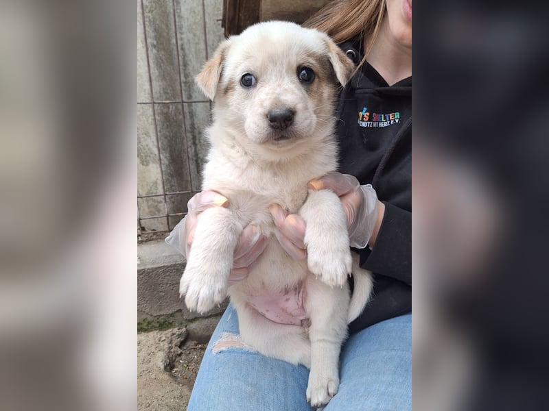 PAYA, Hündin, 1 Monat, aktuell 23 cm, Mischling, Tierschutz