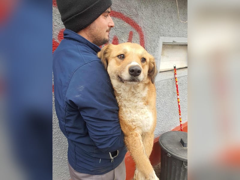 Retriever-Mix-Hündin auf der Suche nach einem Zuhause voller Liebe