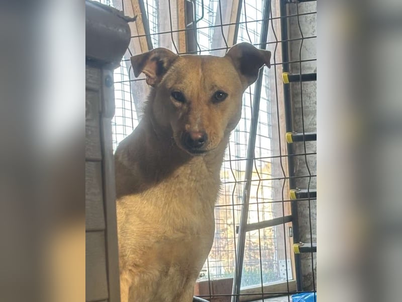 ⭐️HOPE⭐️, Hündin, 2 Jahre, 55 cm, Mischling, Tierschutz