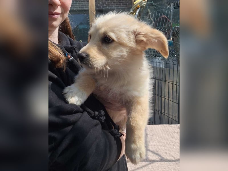 ⭐️MARTA⭐️, Hündin, 3 Monate, 23 cm, Mischling, Tierschutz