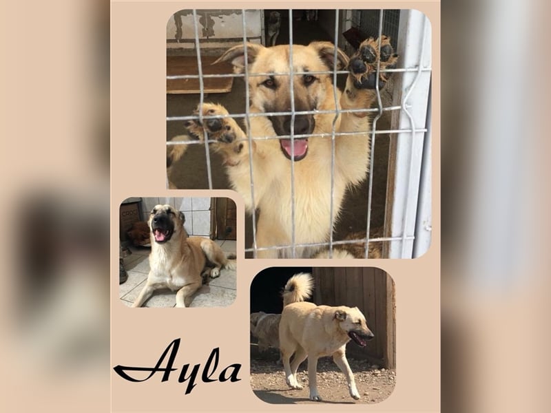 Die liebe Ayla wartet schon so lange auf ihr Körbchen!