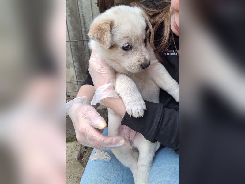 PAYA, Hündin, 1 Monat, aktuell 23 cm, Mischling, Tierschutz