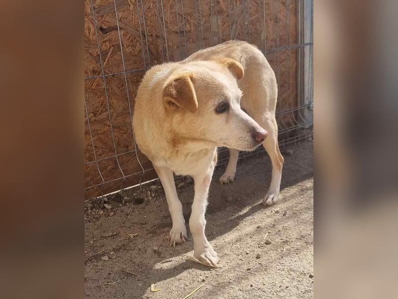 ⭐️AIDA⭐️, Hündin, 9 Jahre, 36 cm, Mischling, Tierschutz
