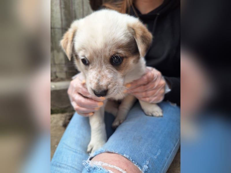 PAYA, Hündin, 1 Monat, aktuell 23 cm, Mischling, Tierschutz