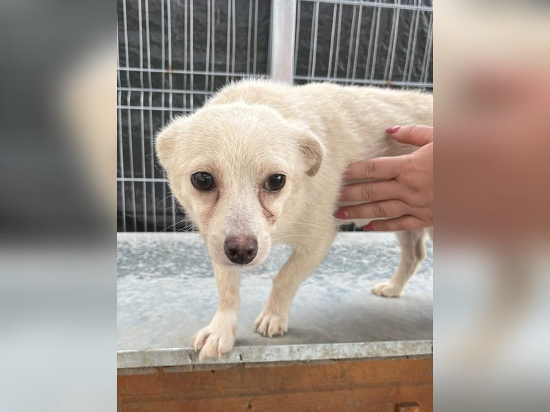 ⭐️PÜPPI⭐️, Hündin, 1,5 Jahre, 26 cm, Mischling, Tierschutz
