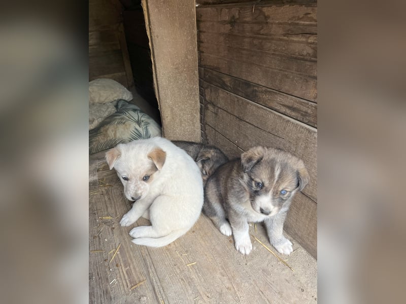 PAYA, Hündin, 1 Monat, aktuell 23 cm, Mischling, Tierschutz