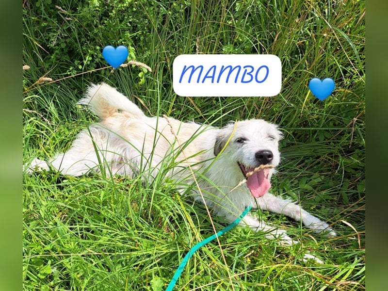 Junghund Mambo , keine einzige Anfrage für ihn....