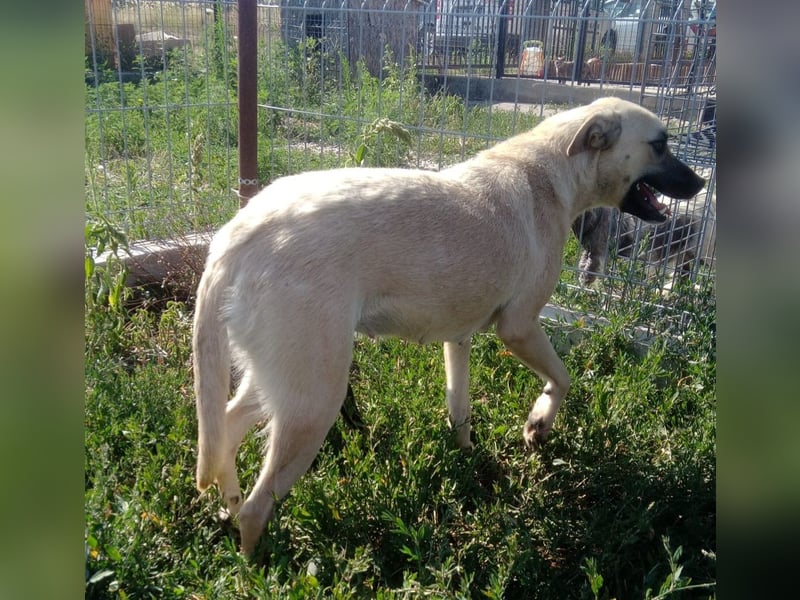 MAXI sucht Familienanschluss