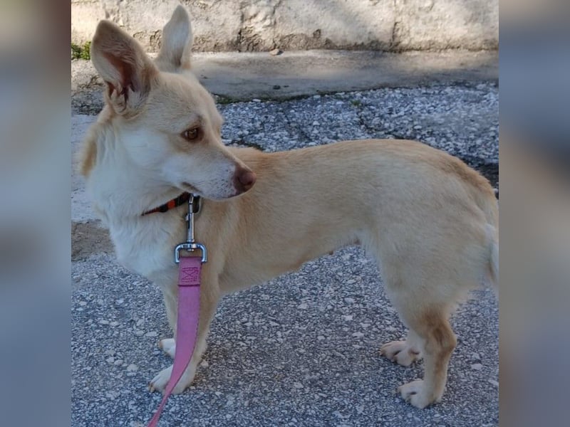 Emelia- Mischling-  sucht ein Zuhause/Pflegestelle