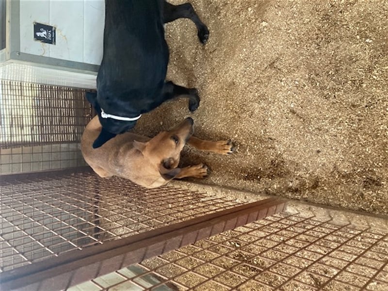 Helene, zurückhaltend und ruhig sucht ruhiges Plätzchen