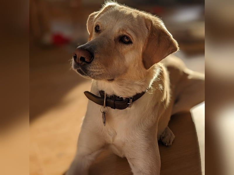 Abby- Mischling- sucht ein Zuhause