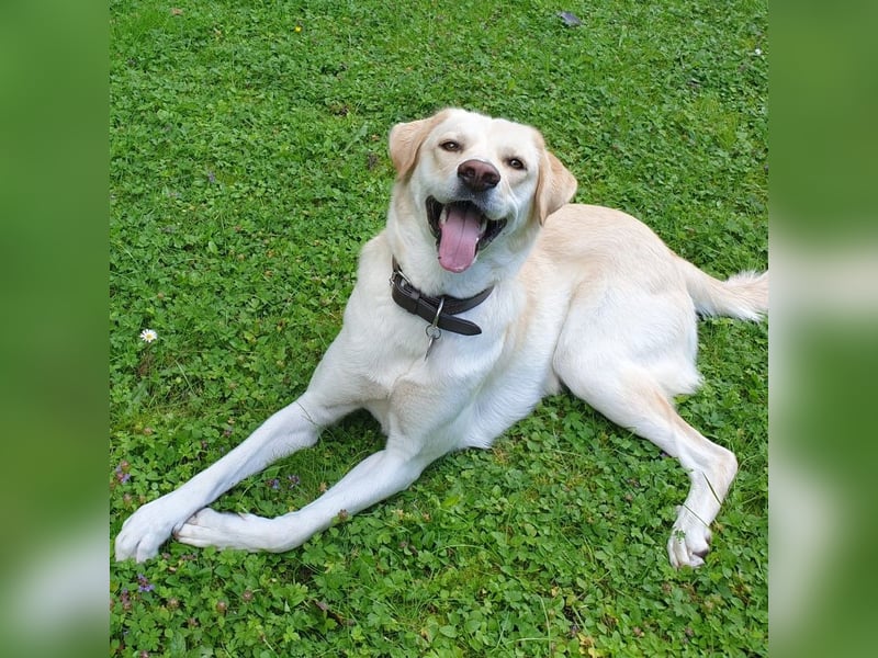 Abby- Mischling- sucht ein Zuhause