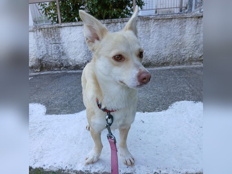 Emelia- Mischling-  sucht ein Zuhause/Pflegestelle