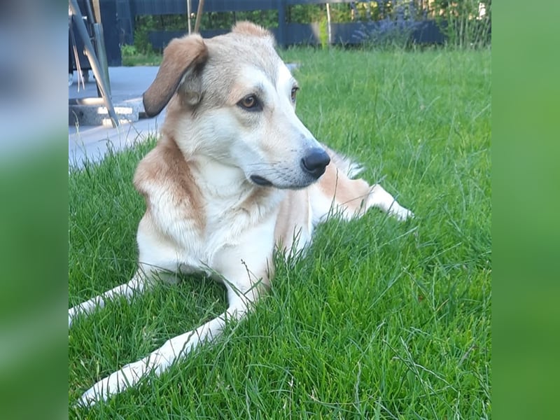 Mia - Mischling- reserviert