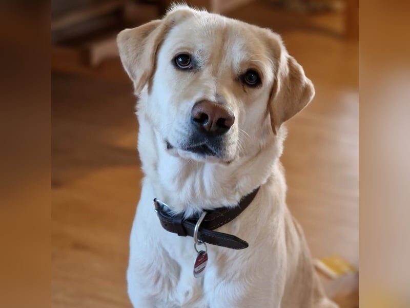 Abby- Mischling- sucht ein Zuhause