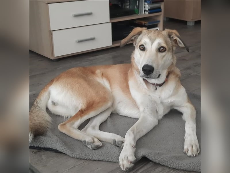 Mia - Mischling- reserviert