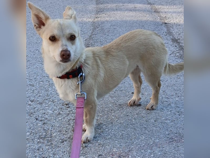 Emelia- Mischling-  sucht ein Zuhause/Pflegestelle