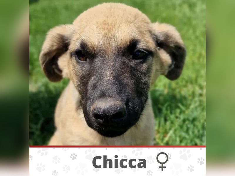 CHICCA ❤  wartet in 26676 Barßel auf Dich