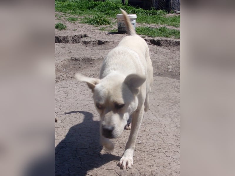 SHANTELLA ❤ sucht Zuhause oder Pflegestelle