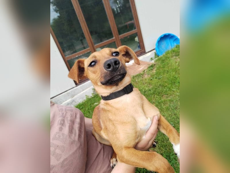 ALMOND ❤  wartet in 27624 Geestland auf Dich