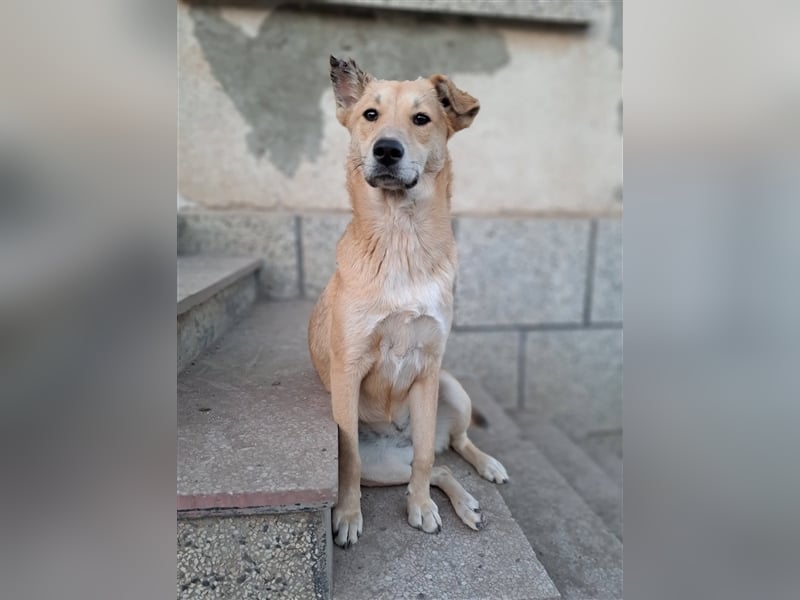 KARITA ❤ sucht Zuhause oder Pflegestelle