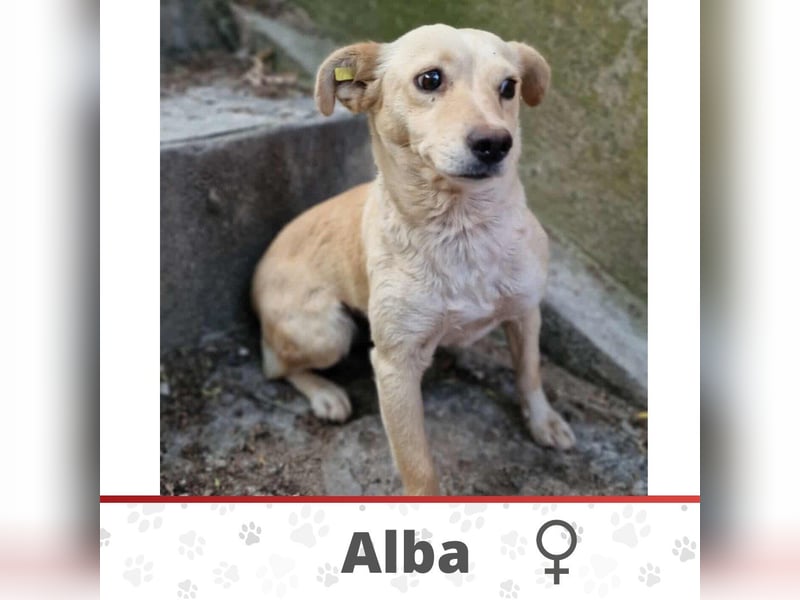 ALBA ❤️ Eilig! sucht Zuhause oder Pflegestelle