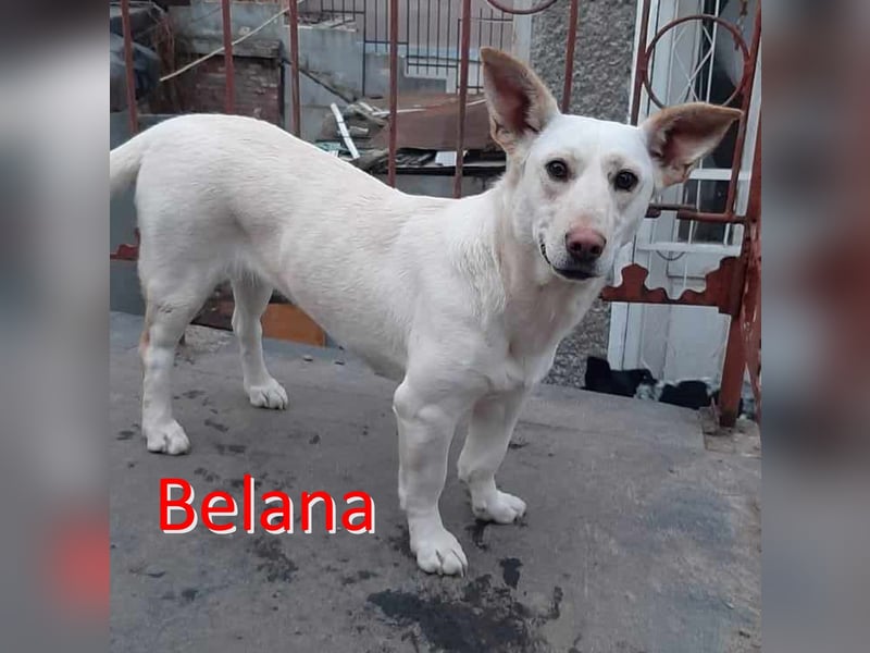 BELANA ❤  wartet in 06618 Naumburg auf Dich
